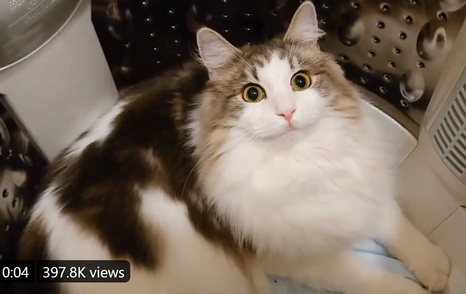 動揺が顔にでまくりな猫　禁じられた洗濯機に侵入→飼い主に発見され「やっべえ……」の表情