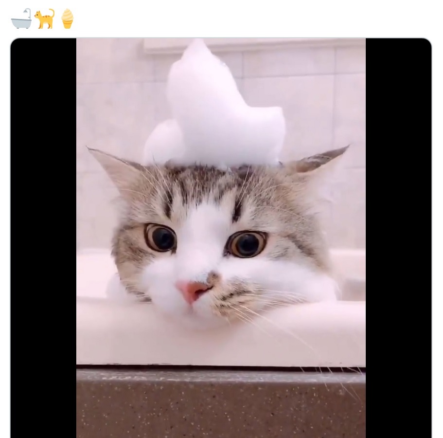 頭の上に泡もこもこ　お風呂中の猫ちゃんの姿が超キュート