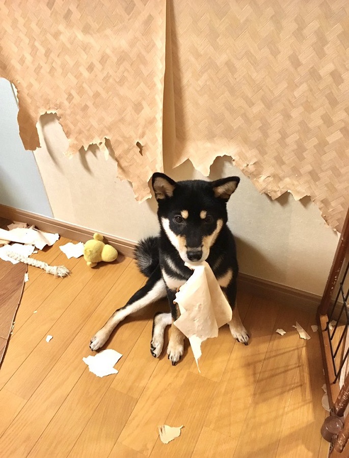 「柴犬は可愛い」「でも家を破壊します」　飼い主のツイートに共感の声あつまる