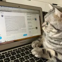 どうも、Twitter運用業ニャですにゃ