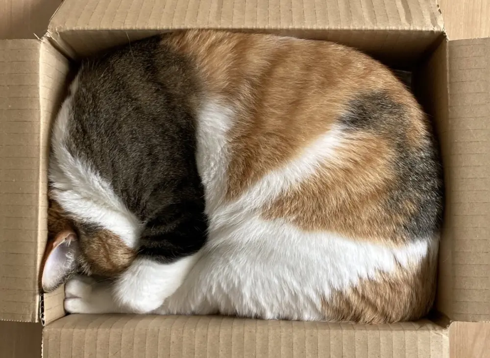 匣の中には綺麗な猫がぴったり入ってゐた」 段ボールの中にいた猫の美