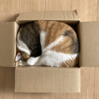 箱（段ボール）の中ですやすや眠る綺麗な猫