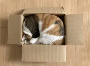 匣の中には綺麗な猫がぴったり入ってゐた」 段ボールの中にいた猫の美