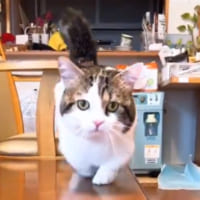 飼い主さんの合いの手に気づいてトコトコ歩くらいとくん。