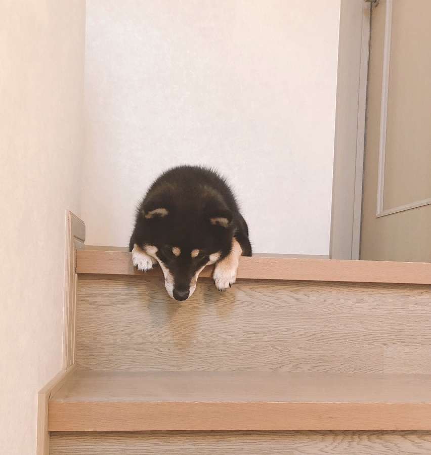 完全に詰んで「しょぼん」な犬　部屋に入れない…階段下りられない…