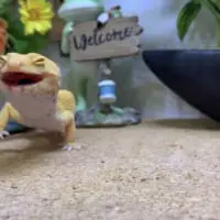 ヒョウモントカゲモドキのベルちゃん（メス）