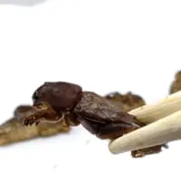 オケラ拡大
