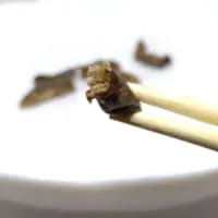 オケラ拡大2