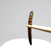スーパーワーム拡大