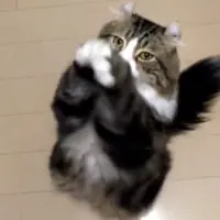 「朝の挨拶」をする猫ちゃんがかわいいとTwitterで話題。
