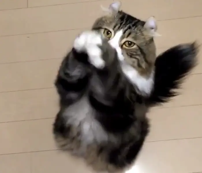 朝の大事なごあいさつですニャ　おねだりポーズをする猫ちゃんがかわいい