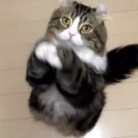 みつばくんのやる「挨拶」。