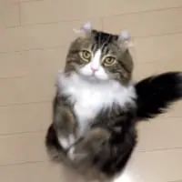 飼い主さんに向かって一心不乱に前脚を上げ下げ。あれ、これって……？