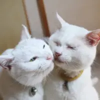 リリーさん（左）とぷるさん（しんばぷーさん提供）
