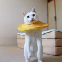 自然体のポーズ（しんばぷーさん提供）