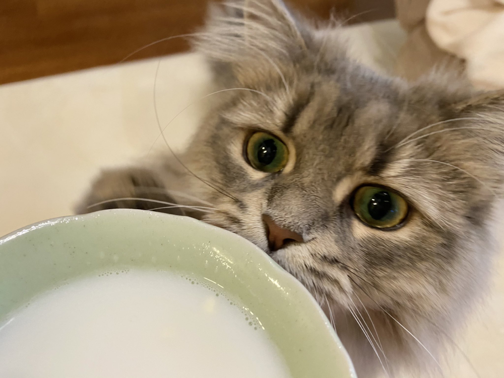 「おいしいニャ！」　暖かいヤギミルクを飲んでご満悦の子猫
