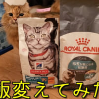 とにかく食べることが大好きな桃代ちゃん。ごはんを前にしたときは「食べたいニャ！」という表情を。