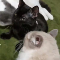 黒猫の子猫ちゃんが猫ちゃんに「おもてなし」を受けている動画がニャンともうらやましいと話題に。