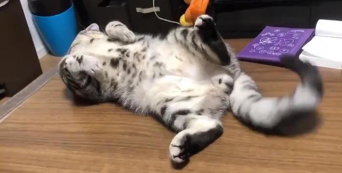 右に左にフリフリ　お気に入りの場所で子猫のしっぽが華麗に舞う