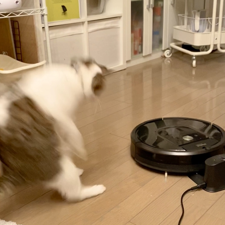 動くロボット掃除機に超反応する猫　ガタッ→後ろ飛びでビヨーン