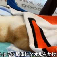 YouTubeチャンネルでは、ゆきちゃんが風邪をひかないようにと、飼い主さんのお母様がタオルをかけるシーンも。