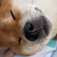 人間の子供のように眠りにつくワンちゃん動画が話題。