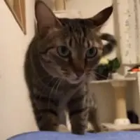 小豆ちゃん（3歳／メス）