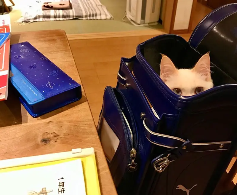 販売 猫 ランドセル