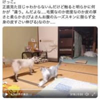 実家の猫さんとの動画ツイート（スクリーンショット）