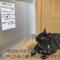 貼り紙を見上げる、うにくん