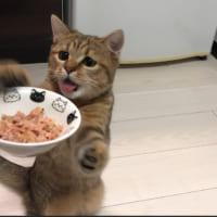 初めての猫缶にテンションMAXの子猫ちゃんの様子がTwitterで大反響。