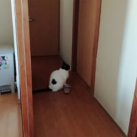 部屋の前で静かに待つ猫ちゃんの様子がTwitterで大反響。