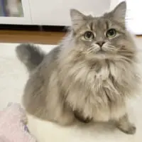 メスのサイベリアンのリリィちゃん。モフモフの体毛が特徴的ですが……？