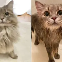 猫のサイベリアンの「ビフォーアフター」写真がTwitterで話題。