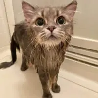 2枚目の写真に写し出されたリリィちゃん。あのモフモフ体毛はいずこへ……
