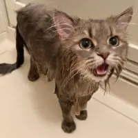 別角度のリリィちゃん。長毛種の猫ちゃんは定期的なケアが必要です。