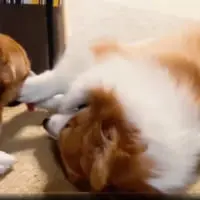 むうちゃんの手を舐めようとするちいくん