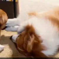 お構いなしのダブルパンチ