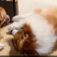 お兄ちゃんは泰然自若