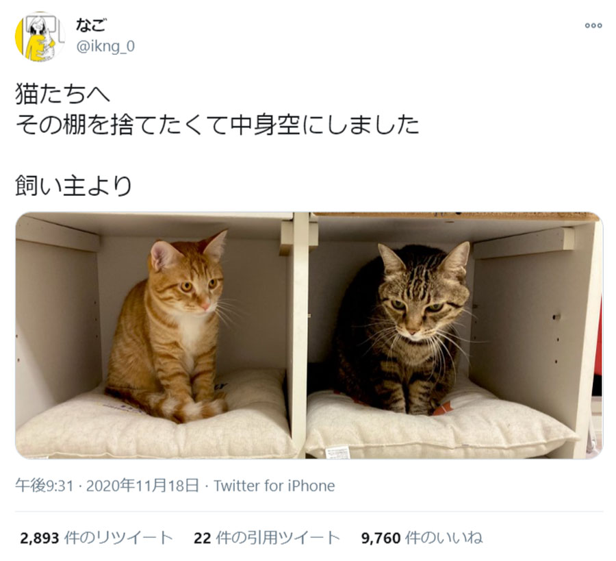 棚を捨てようと中身を空に→猫が即入居してしまうあるある展開