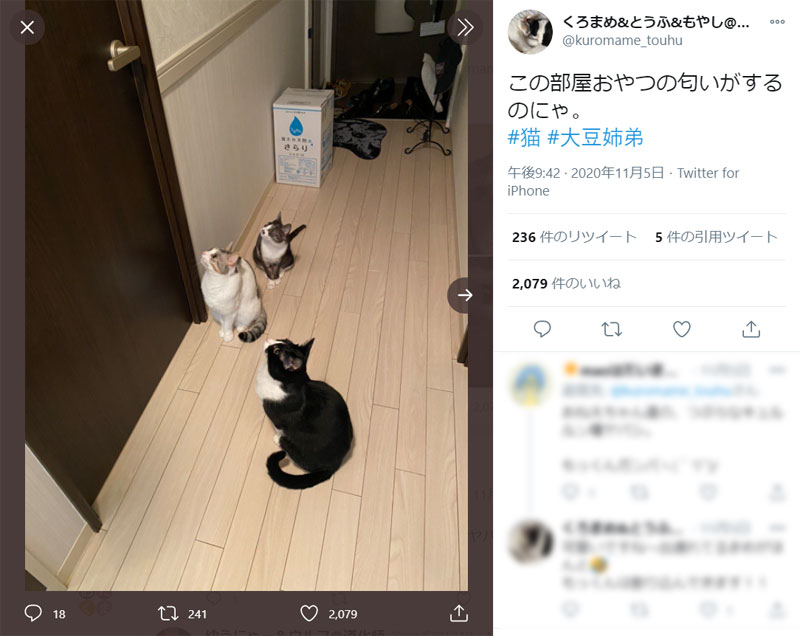 「この部屋に必ずある！」ご飯の場所を探し当てた猫たち