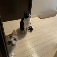 ご飯の場所を探し当てた猫ちゃんたち