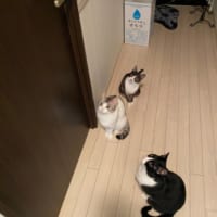 「この部屋おやつの匂いがするのにゃ」