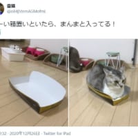 浅い空箱でもホイホイされた猫の投稿写真が話題。