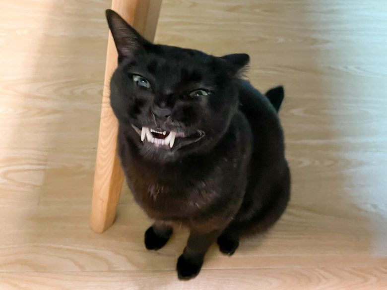 暗黒微笑を浮かべた黒猫　思わず二度見な表情にどうしてこうなった？