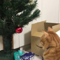 初めてのクリスマスツリーに対する猫ちゃんの反応がTwitterで話題。