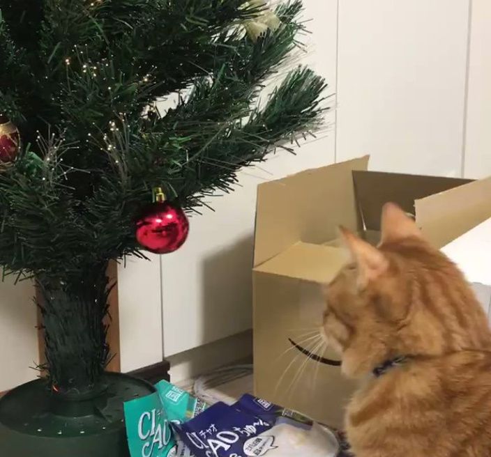 ねこぱーんち！　クリスマスツリーを見た猫の反応に多くの共感の声