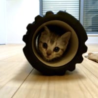 さほど幅のない空洞ですが、子猫のコニーちゃんなら問題なし。