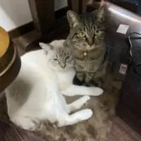 普段は正反対の性格のはまちちゃんと仲睦まじく過ごしているしらすちゃん。