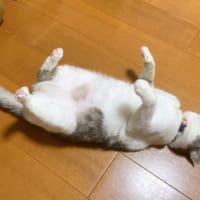 飼い主さんいわく通算5度目の目撃となったいずもちゃんのヘソ天姿。